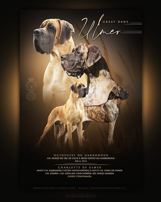 CAMADA E DE ULMER ,CACHORROS DE DOGO ALEMAN DORADO Y ATIGRADO DE EXPOSICIÓN