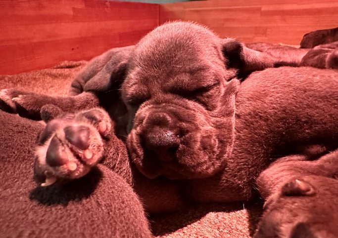 CACHORROS DE DOGO ALEMAN DE DOGOKO & ULMER