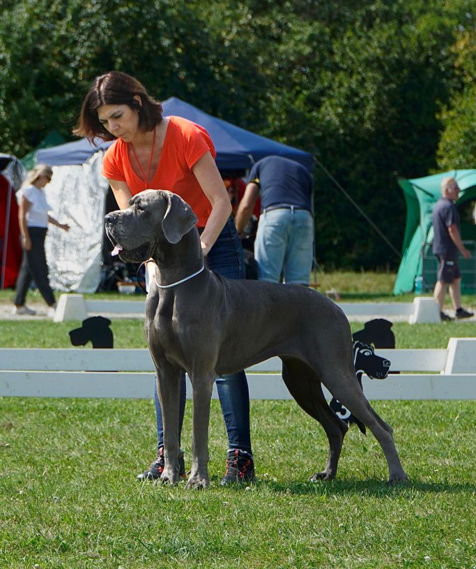 MEJOR CRIADERO DE DOGOS ALEMANES 