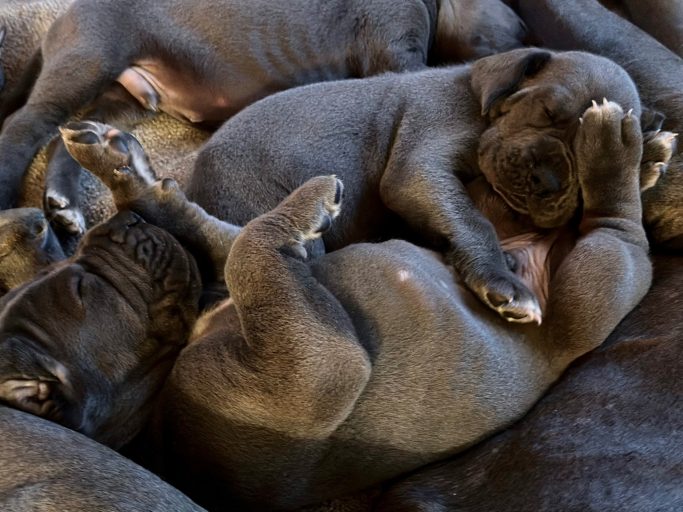 CAMADA 'U' DE DOGOKO 
