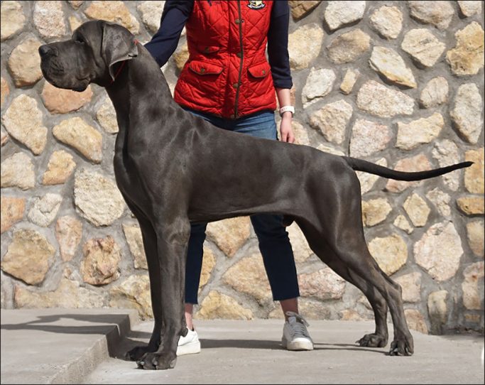 macho de Dogo Alemán, NICOLAJ DE DOGOKO,KENNEL DOGOKO,CRIADERO