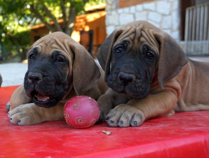 KENNEL ULMER, DOGOS ALEMANES O GRAN DANÉS,MEJOR CRIADERO DE DOGOS ALEMANES 