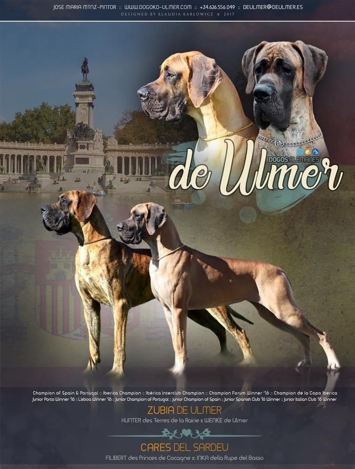 CAMADA A DE ULMER ,CACHORROS DE DOGO ALEMAN DORADO Y ATIGRADO DE EXPOSICIÓN