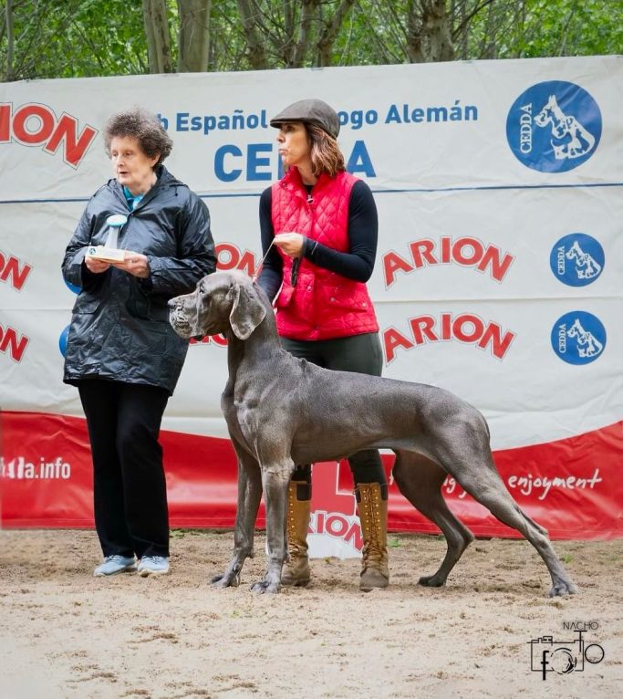 CACHORROS DE DOGO ALEMAN 