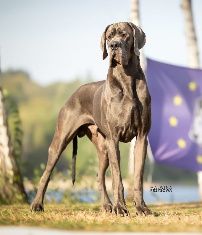 DOGO ALEMAN AZUL :: RAGNAR DE DOGOKO I KENNEL DOGOKO I CACHORROS DOGO ALEMAN I MADRID I CASTILLA LA MANCHA I ESPAÑA 