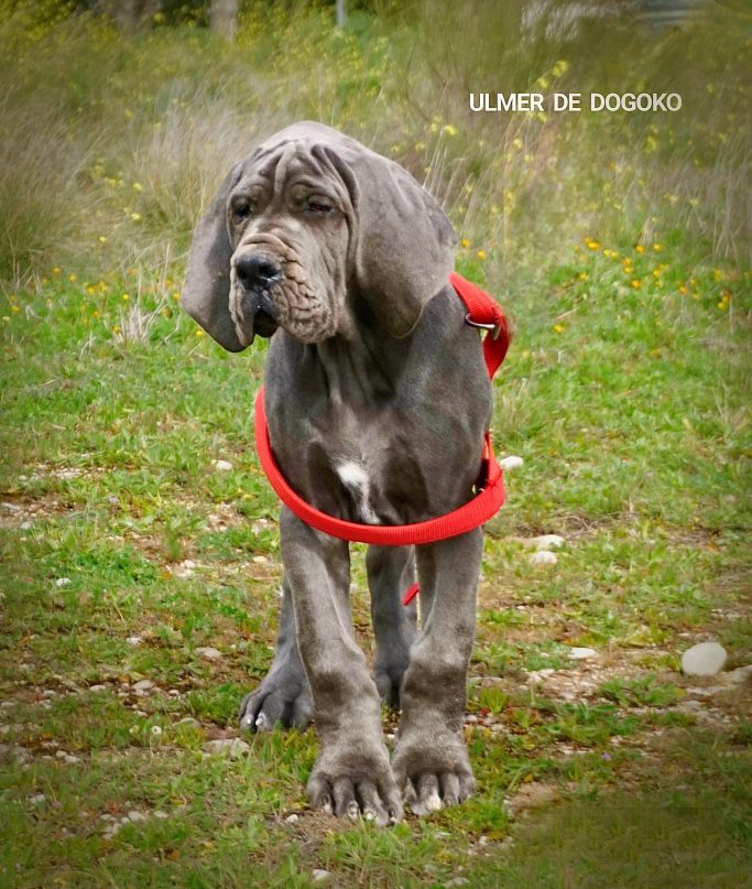 CACHORROS DE DOGO ALEMAN
