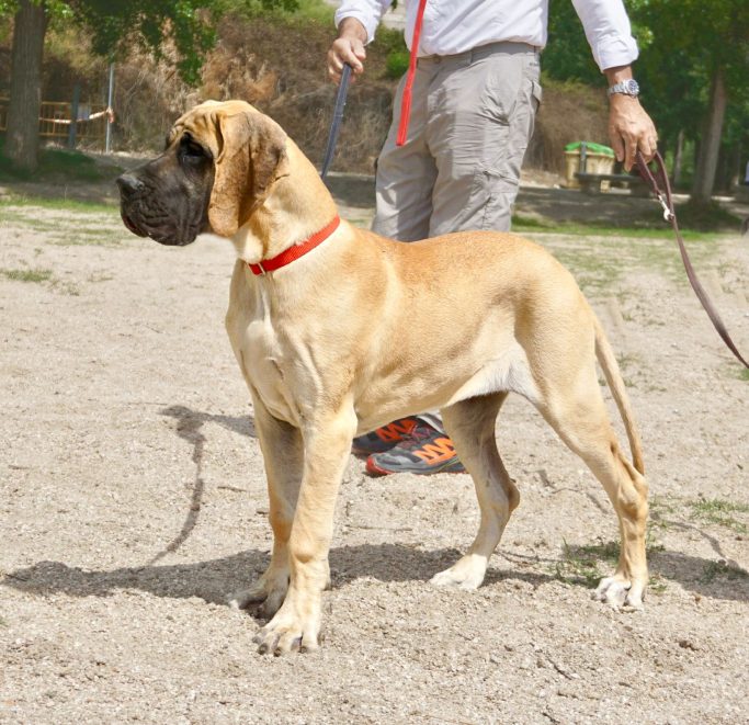 CACHORROS DE GRAN DANES